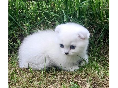 Akkuş üretim çiftliğinden scottish fold yavruları