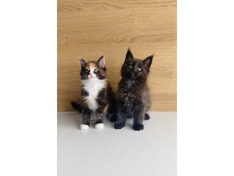 Değerini bilene xxl maıne coon bebeklerim 