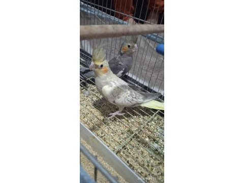 Eğitmelik yavrular ve hazır çift muhabbet kuşları