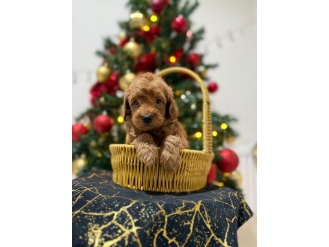 Toy poodle yavrular