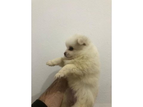 A kalite pomeranian spitz yavrular