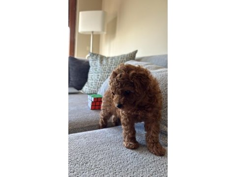 3 aylık dişi poodle