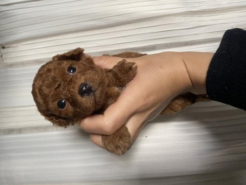 Orjinal toy poodle yavrularım