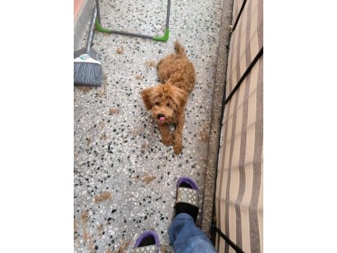 Red brown toy poodle