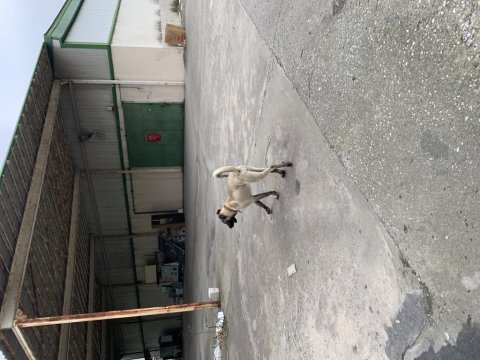 Orjinal safkan kangal