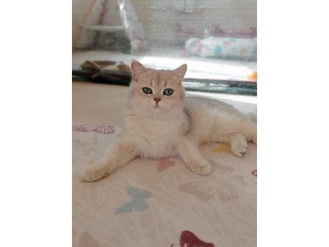Şecereli golden erkek british shorthair kedime eş arıyorum