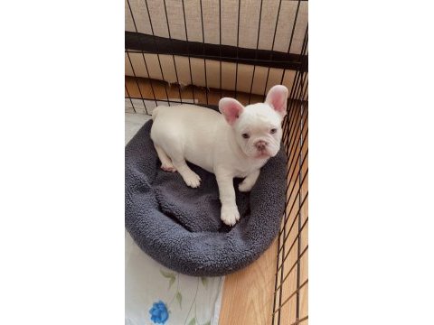 A kalite french bulldog yavruları
