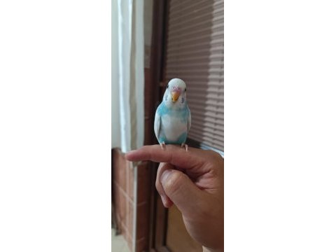 Yavru muhabbet kuşu
