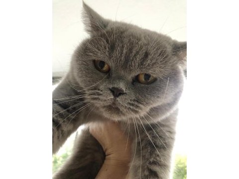 British shorthair 3 yaşında