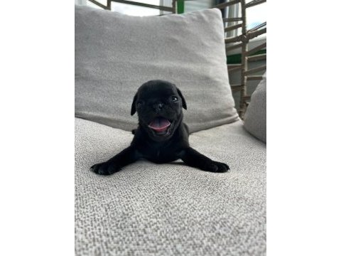 Safkan pug yavruları