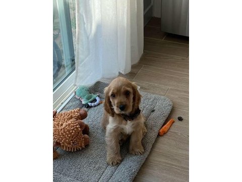 Minik eğitimli prenses köpeğimiz