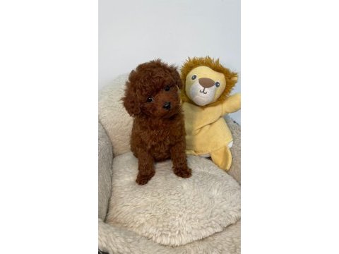 Tiny boy poodle bebekler