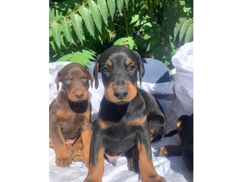A kalite garantili doberman bebekler