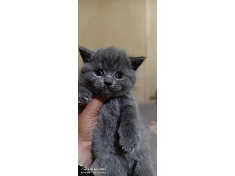 British shorthair kedimiz