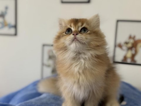 Ankarada ziyarete açık golden british longhair