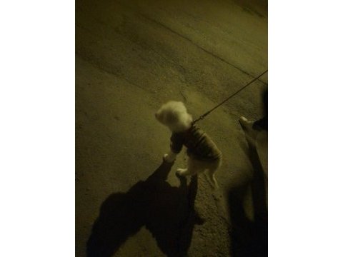 7 aylık aşıları tam cipli dişi maltipoo