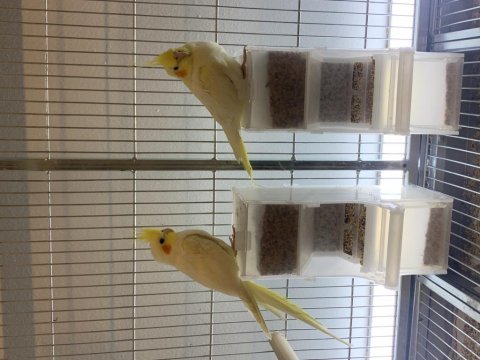 Lutino sultan papağanı yavrular bilgi için arayınız