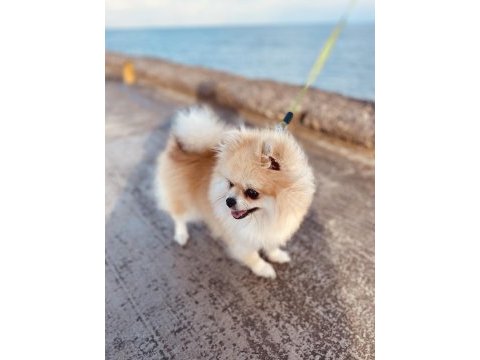 Orjinal pomeranian boo