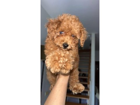 Toy poodle yavrularımız