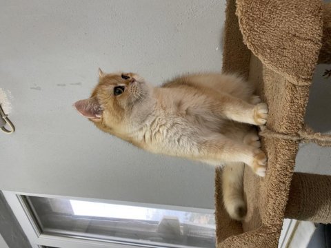 Ny12 dişi bebek british shorthair