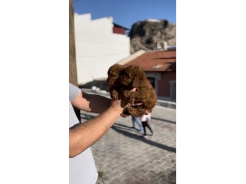 Minik poodle bebekler yeni yuvalarına gitmeye hazır