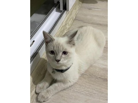 11 aylık erkek british yavrum sahiplendirilecektir