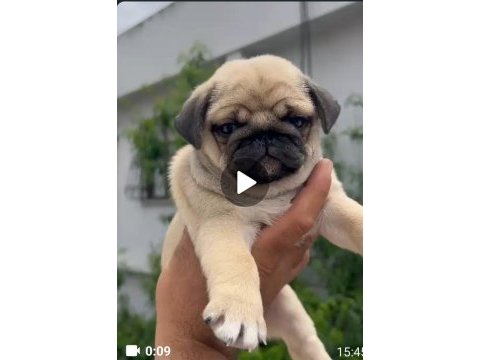 Sahiplendirilecek pug