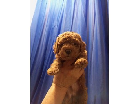 Şampiyonun poodle çocukları rezerve açıktır