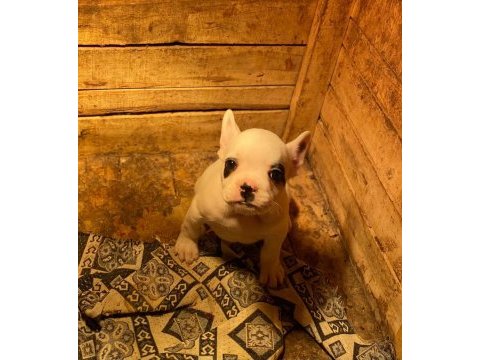 5 aralık doğumlu erkek fransız bulldog teslime hazır