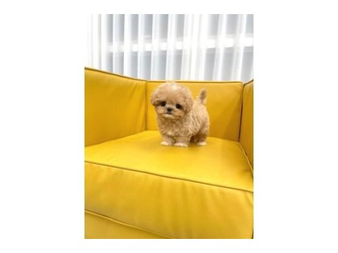 Maltipoo bebeklerim
