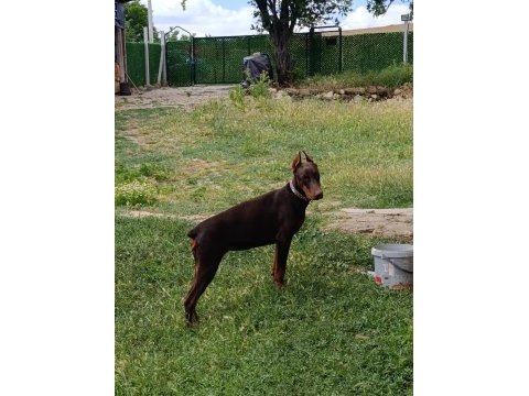 A scr şampiyon soy doberman