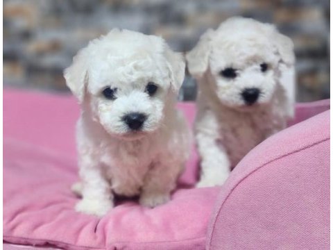 Türkiyede sayılı ailede olan özel ırk bichon frise