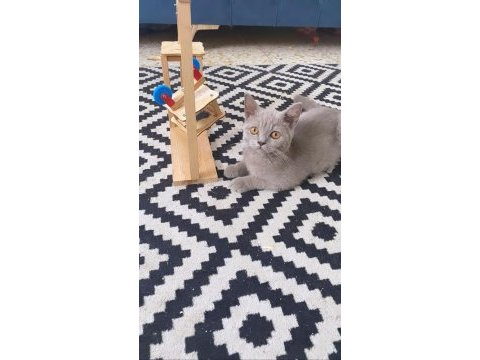 Kesinlikle sağ orjinal ırk çok sağlıklı 5 aylık