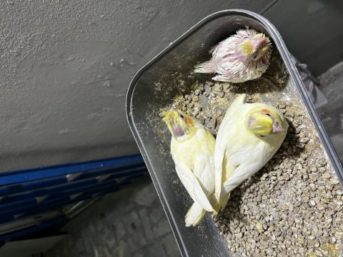 Rezerveye açık sultan papağanı yavrular