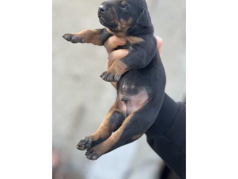 Irk garantili doberman yavrular