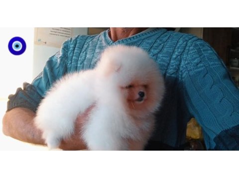 Orijinal pomeranian boo 3 aylık
