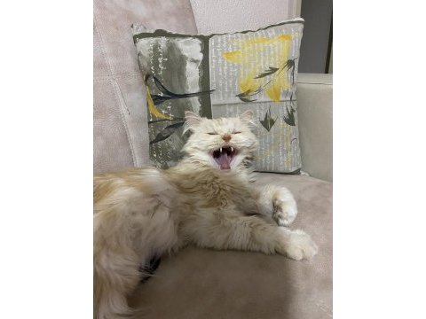 2 yaşında kısır çipli erkek chinchilla