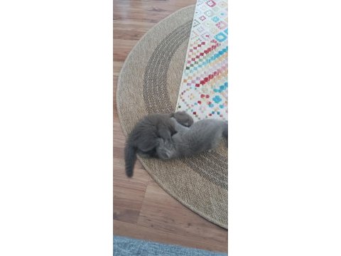 Scottish fold dişi çok tatlı şirin mi şirin
