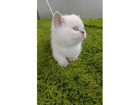 Munchkin cüce kedi ankara dişi ve erkek mevcuttur