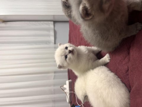Yavru british shorthair kedisi