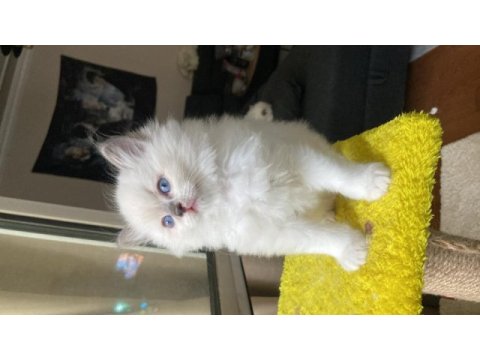 Safkan ragdoll yavrular