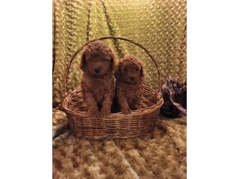 Toy poodle yavrularımız