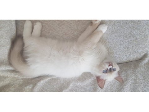 Safkan ragdoll yavrularımız sahiplendirilecektir