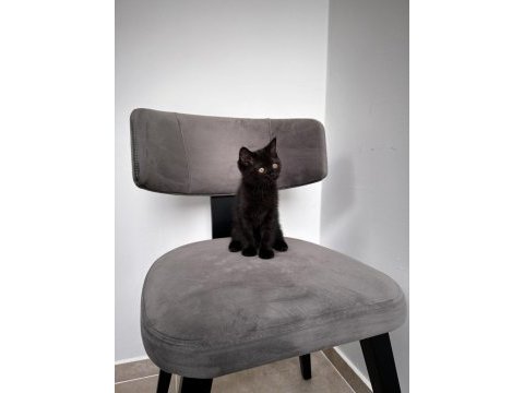 British shorthair yavrumuza aile arıyoruz