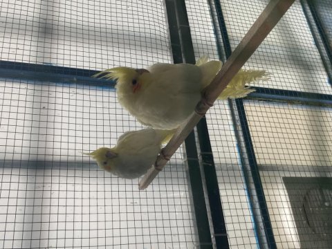 Yeme düşmüş üretimden bilezikli sultan papağanı yavrular