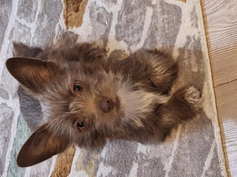 Ücretsiz sahiplendirme köpeğimiz