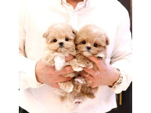 Kore maltipoo bebeklerim