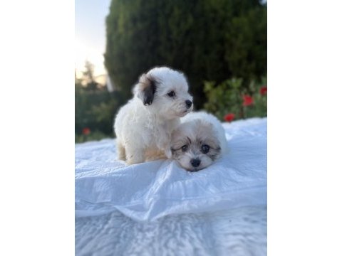 Morkie bebekler erkek