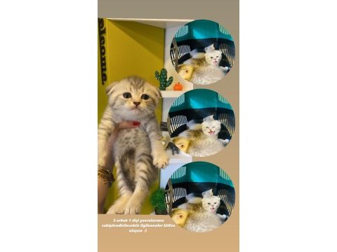 Scottish fold kırık kulak