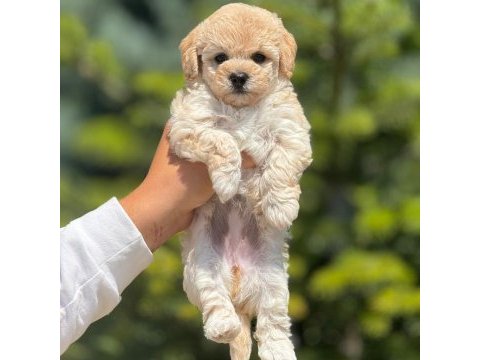 Sevimli erkek maltipoo yavrumuz